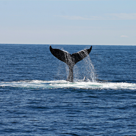 whale-watching-in-nayarit