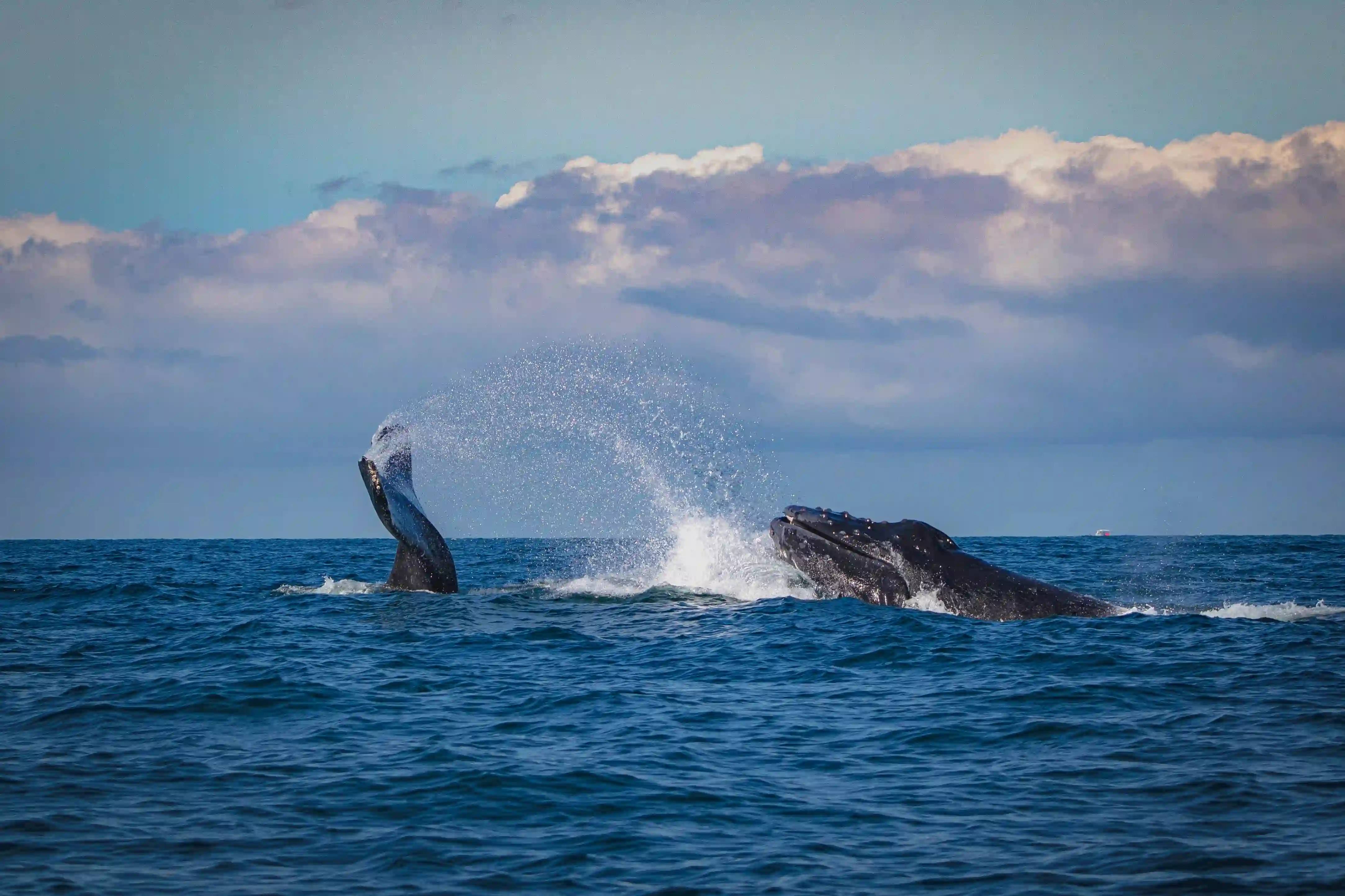 avistamiento-de-ballenas-en-nayarit